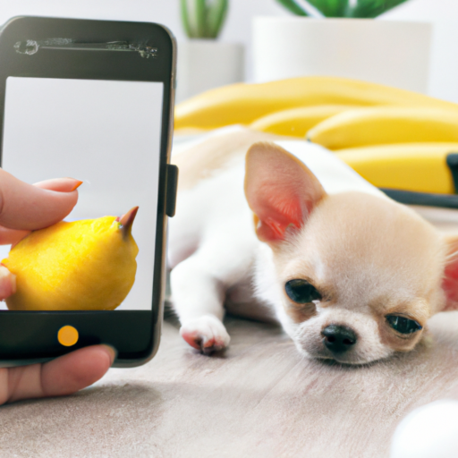 Cómo optimizar tu tienda de productos para mascotas en Google